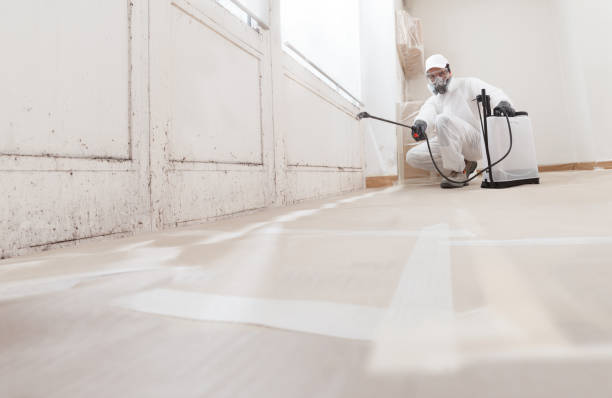 Black mold remediation team in Freeport